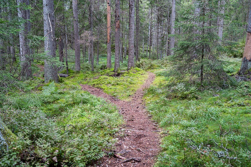 Foto av en sti som deler seg